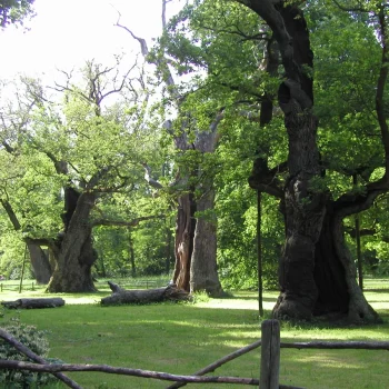 Rogaliński Park Krajobrazowy