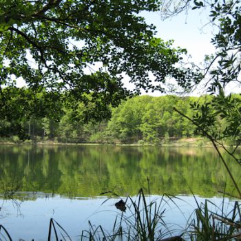 Wielkopolski Park Narodowy